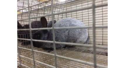 Зварна сітка для кролівництва