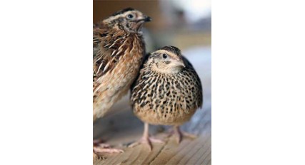 Сітка для птахівництва