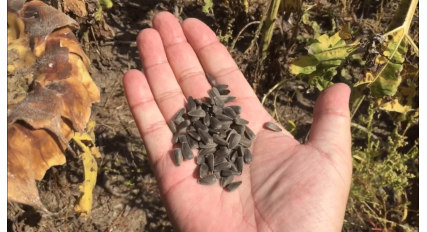 ЗАВОД ФРУНЗЕ знає секрет вирощування якісного врожаю соняшника