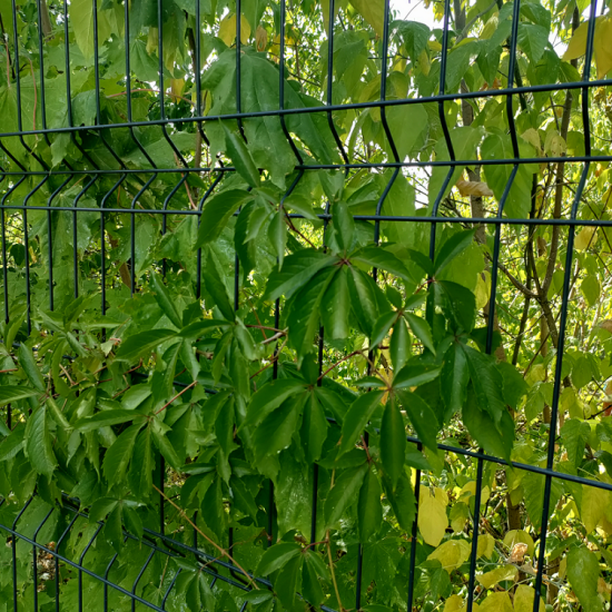 Панель огорожі дротяна Місто H2,23–4/3 (2230x2500) оц Ст1 ППл RAL 7016